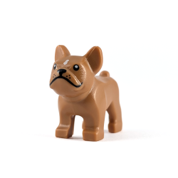 Brown French Bulldog